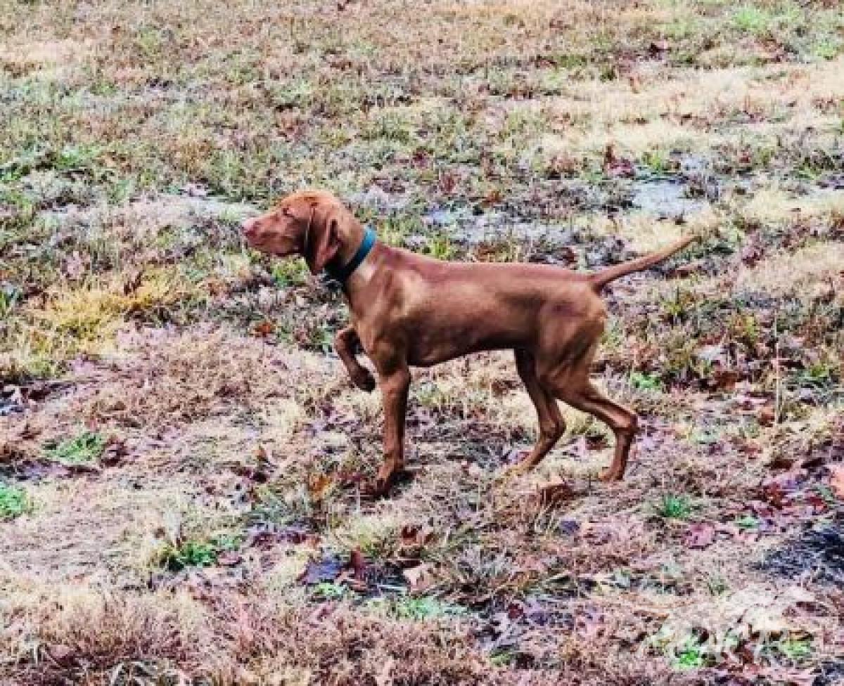 A'Loring's Right Paw On Green