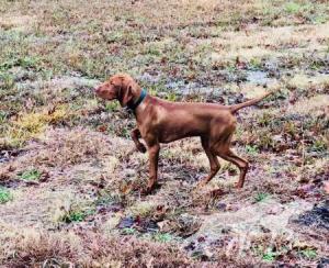 A'Loring's Right Paw On Green