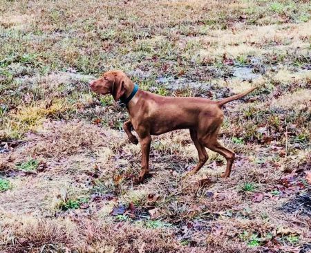A'Loring's Right Paw On Green