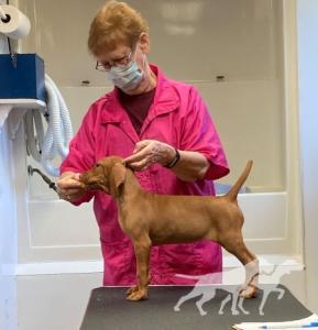 Jaybren's August Red Rising In Memphis By Tierah