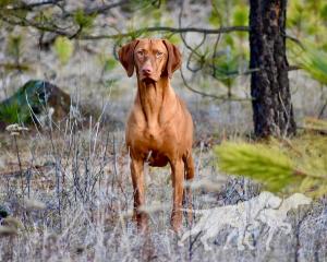 Jaybren's August Red Rising In Memphis By Tierah