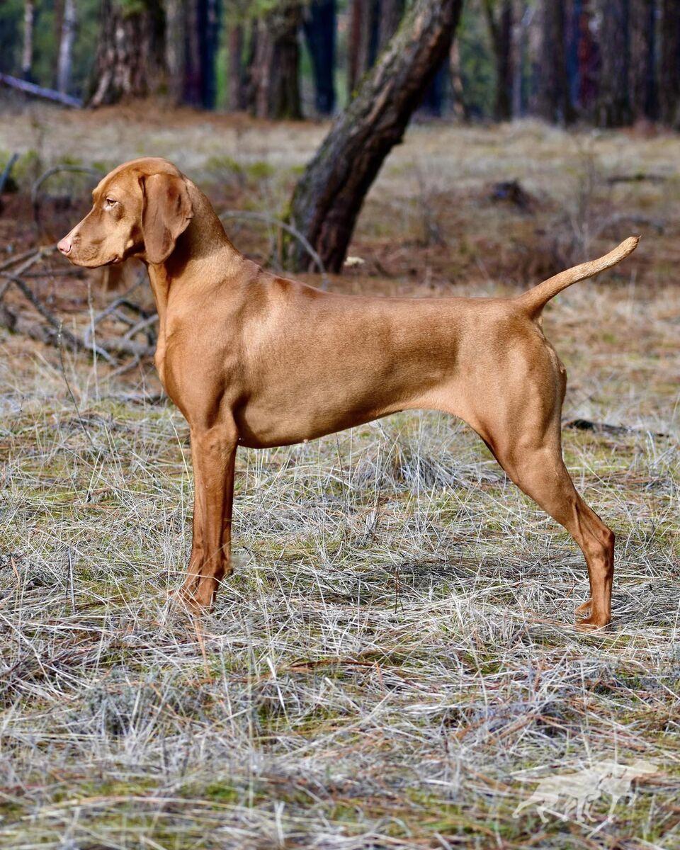 Jaybren's August Red Rising In Memphis By Tierah