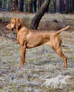Jaybren's August Red Rising In Memphis By Tierah