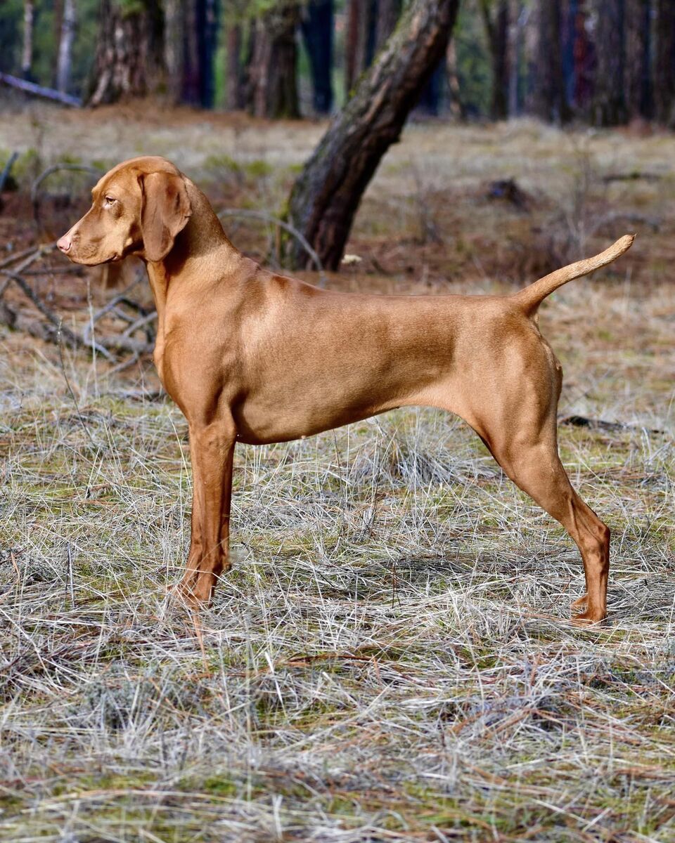 Jaybren's August Red Rising In Memphis By Tierah