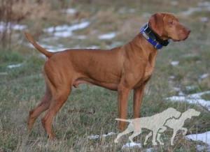 Pointe Blanc's Rusty Miracle / Point Blanc's Miracle
