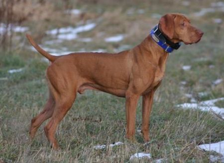 Pointe Blanc's Rusty Miracle / Point Blanc's Miracle