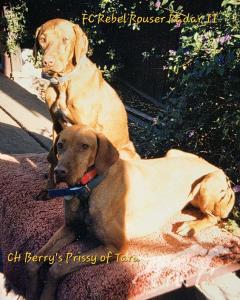 Berry's Prissy Of Tara