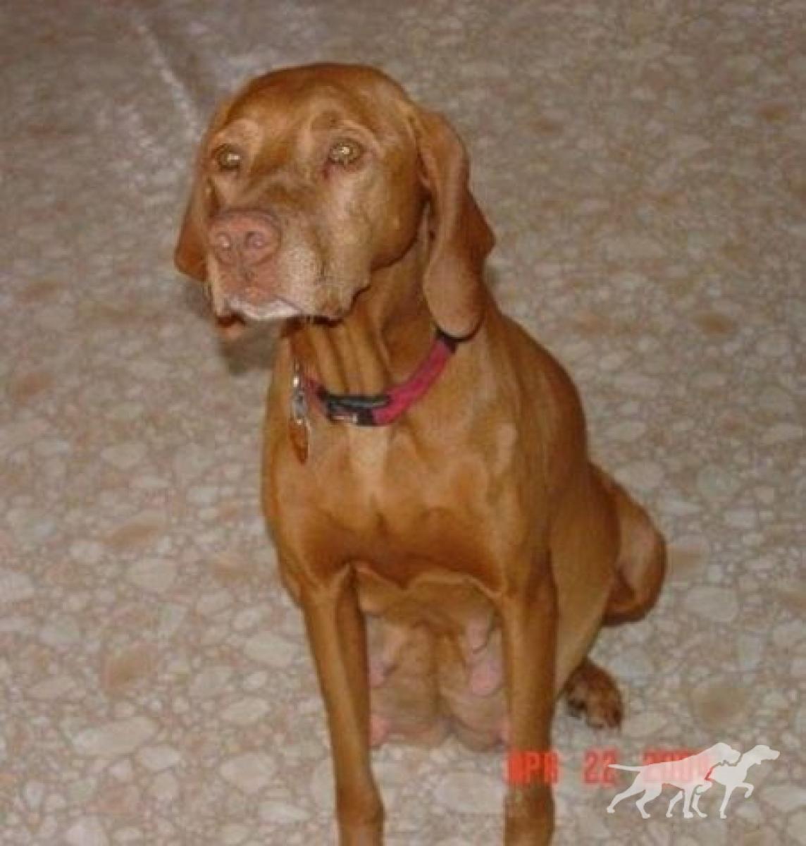 Ginger Snap's Red Ruby