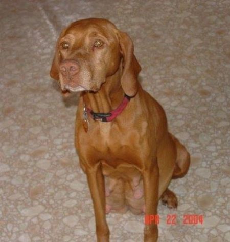 Ginger Snap's Red Ruby