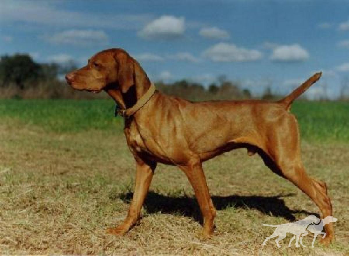Fieldway's Sandhills Kilroy
