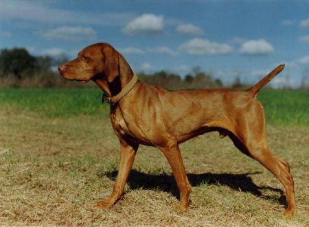 Fieldway's Sandhills Kilroy