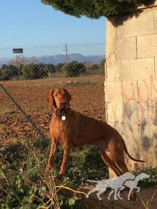Hiru de Can Bruguera