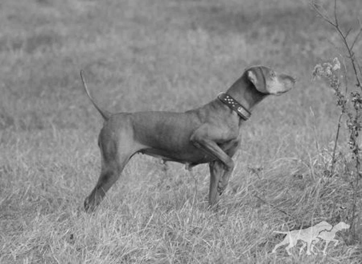 Cherokee's Jazzmin of Shiloh / Shiloh's Jazzmin