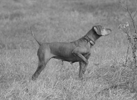 Cherokee's Jazzmin of Shiloh / Shiloh's Jazzmin