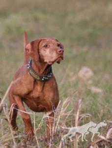 Cherokee's Jazzmin of Shiloh / Shiloh's Jazzmin