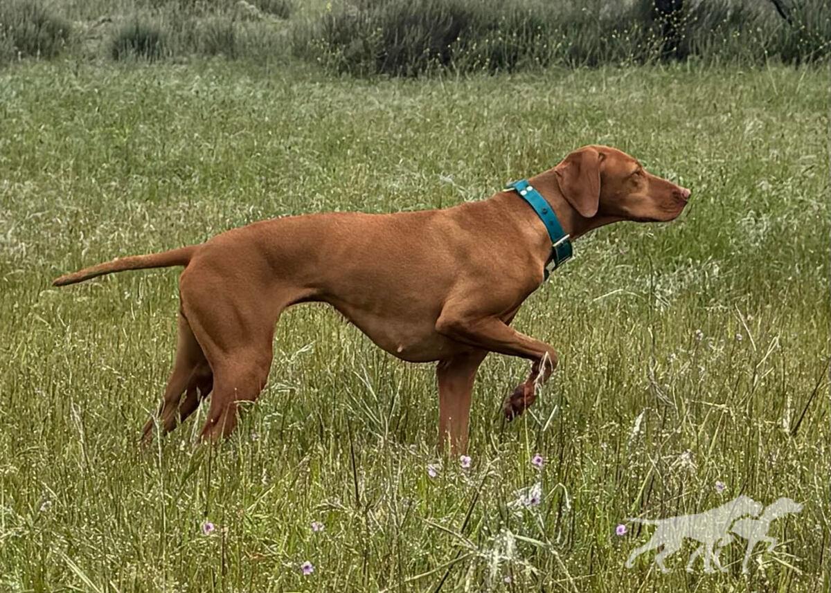 Chukar Guzzler's Vilma Espin
