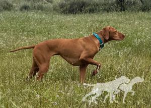 Chukar Guzzler's Vilma Espin