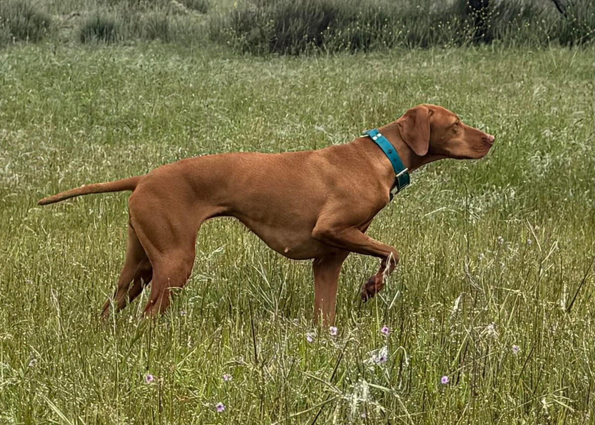 Chukar Guzzler's Vilma Espin