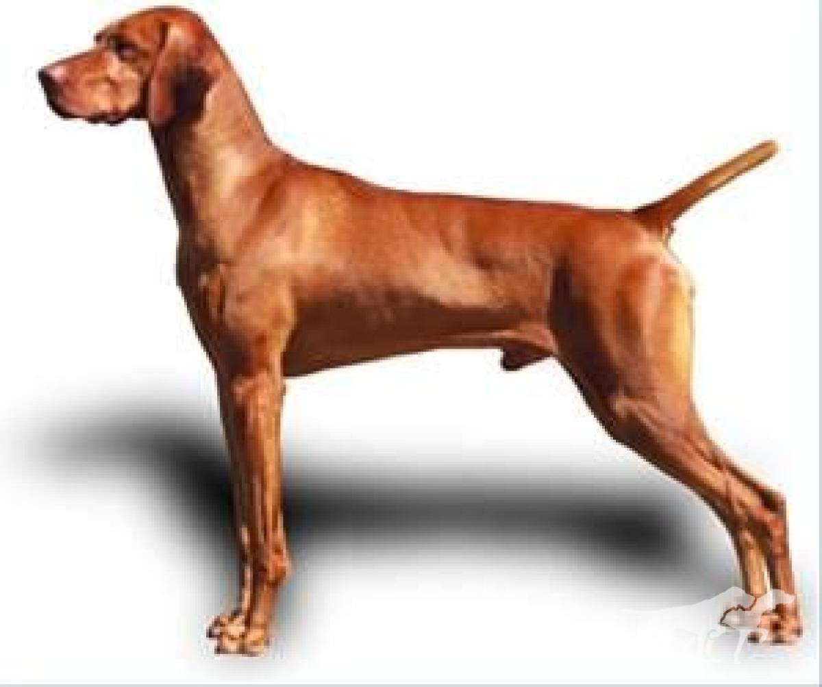Russet Leather Red Wolf