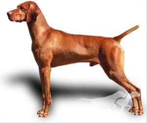 Russet Leather Red Wolf
