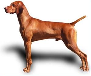 Russet Leather Red Wolf
