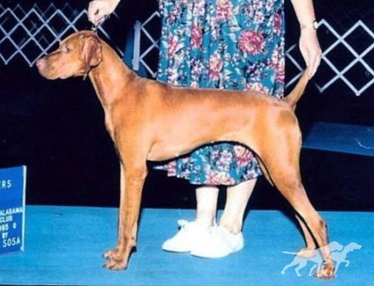 Vizcaya's Rosie O'Grady