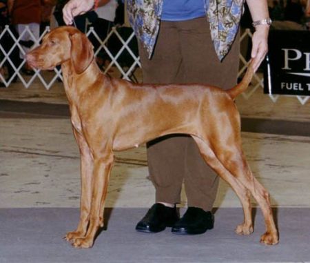 Vizcaya's Vilettia Bella