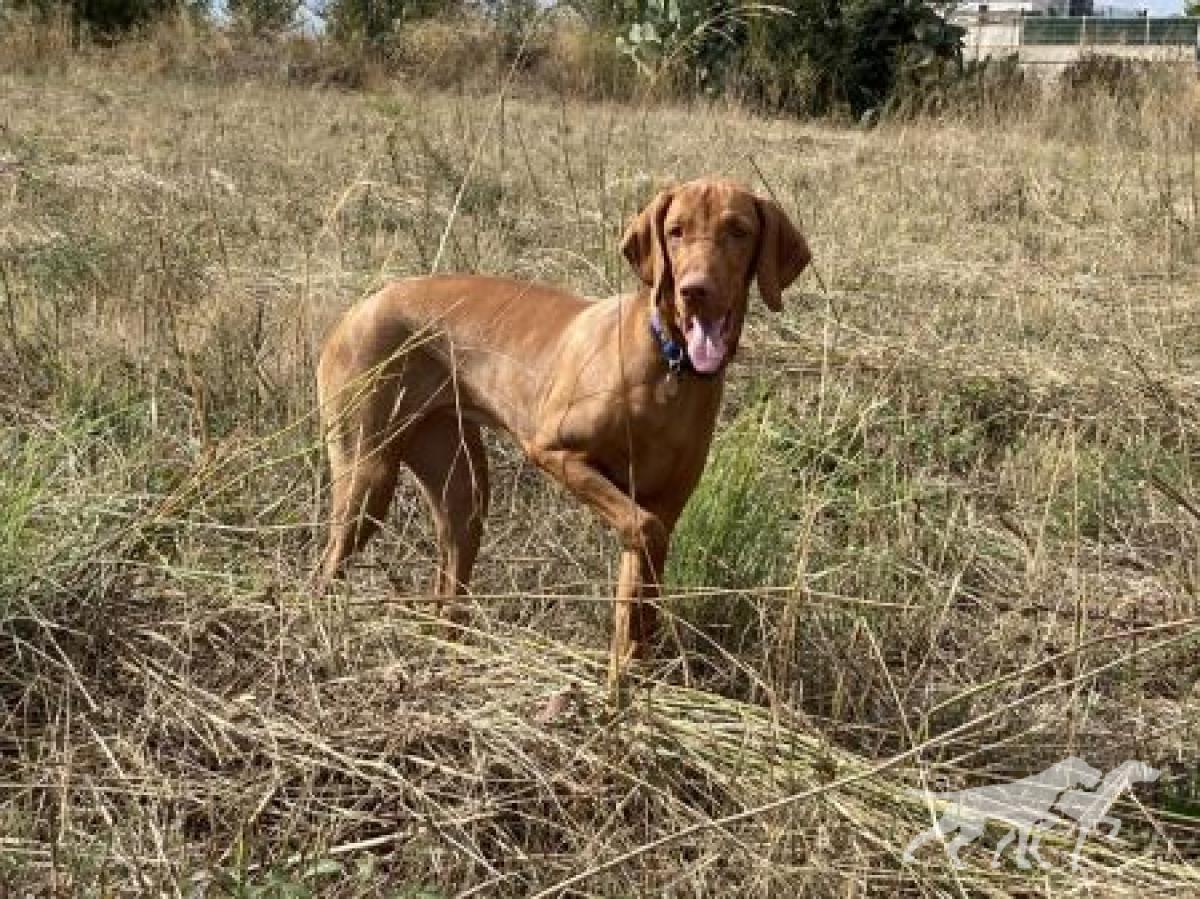 Lila de Can Bruguera