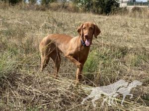 Lila de Can Bruguera