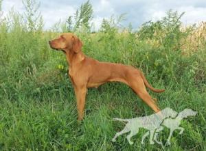 Jenny vom Herzen des Wulkatals