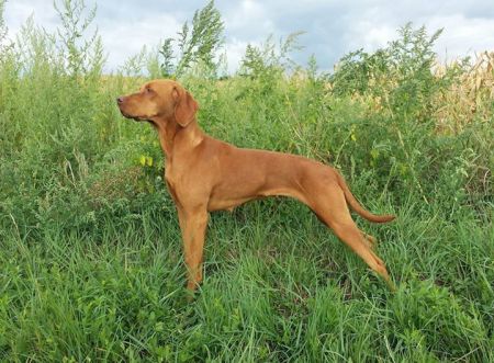Jenny vom Herzen des Wulkatals