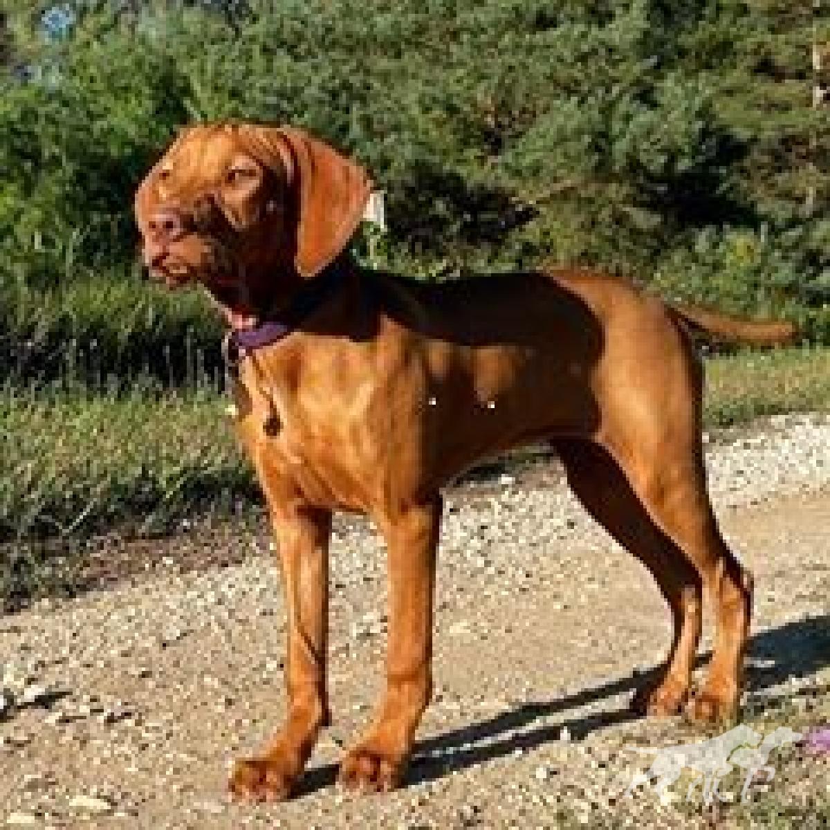 Vereskutya Miss Mable