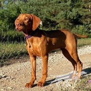 Vereskutya Miss Mable