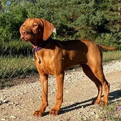 Vereskutya Miss Mable