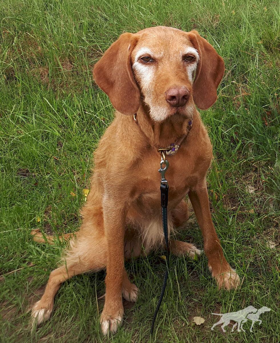 Humlekrogen's Jette