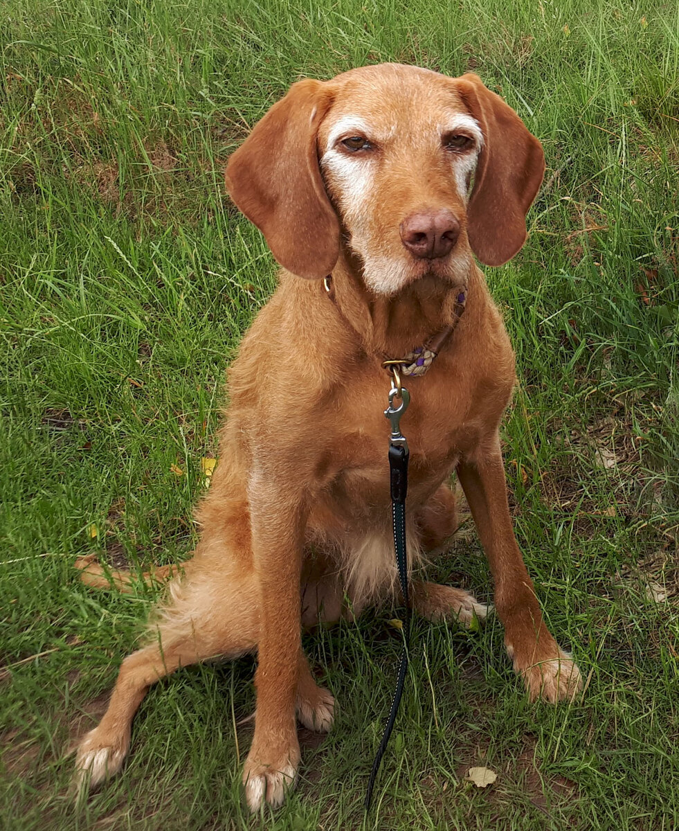 Humlekrogen's Jette