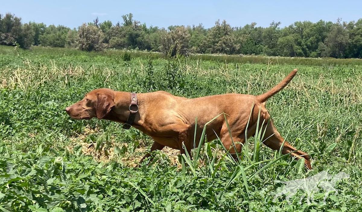 Mudbone Tangerine