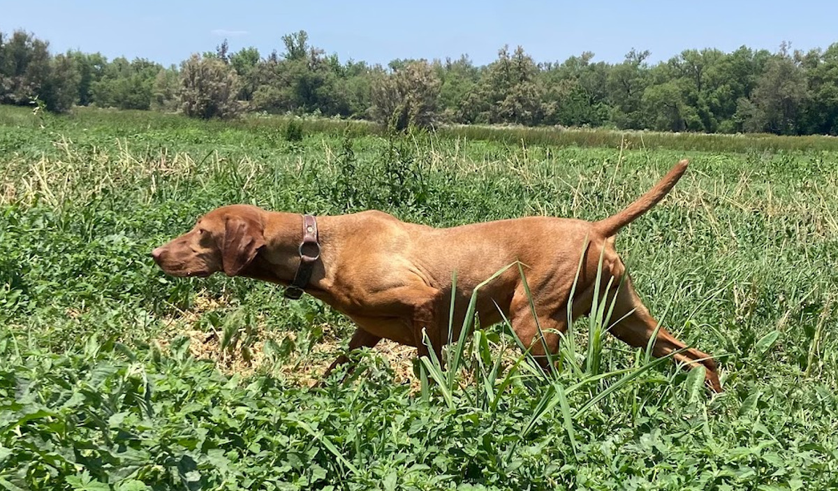 Mudbone Tangerine