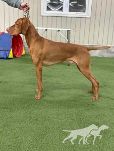Olympic Lightning Bolt de Kihivas