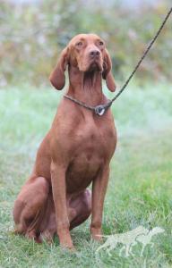 Rey Vizsla Holly Dogsland