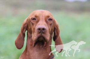 Rey Vizsla Holly Dogsland