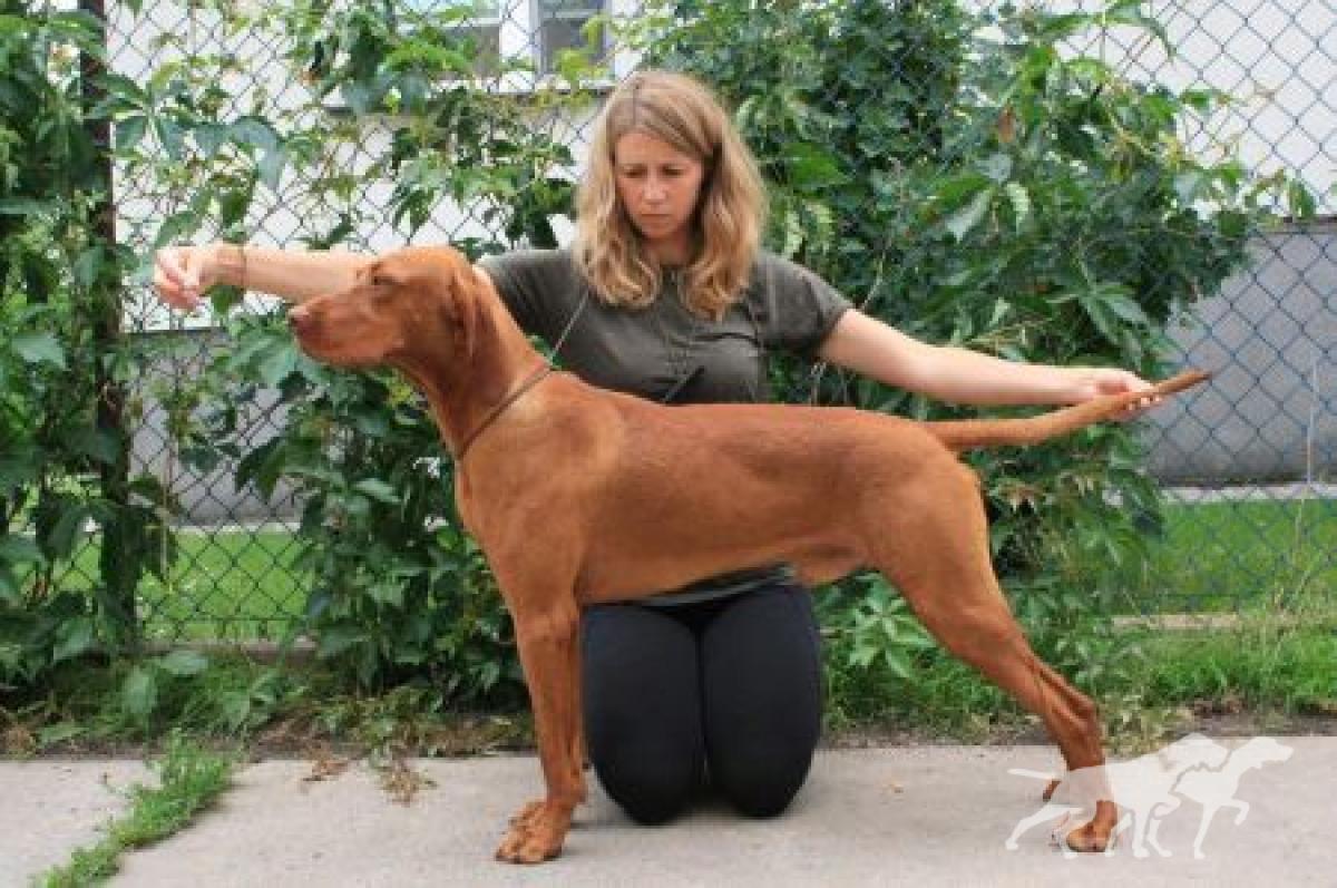 Rey Vizsla Holly Dogsland