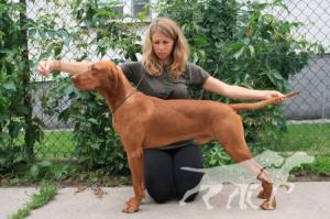 Rey Vizsla Holly Dogsland