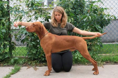 Rey Vizsla Holly Dogsland