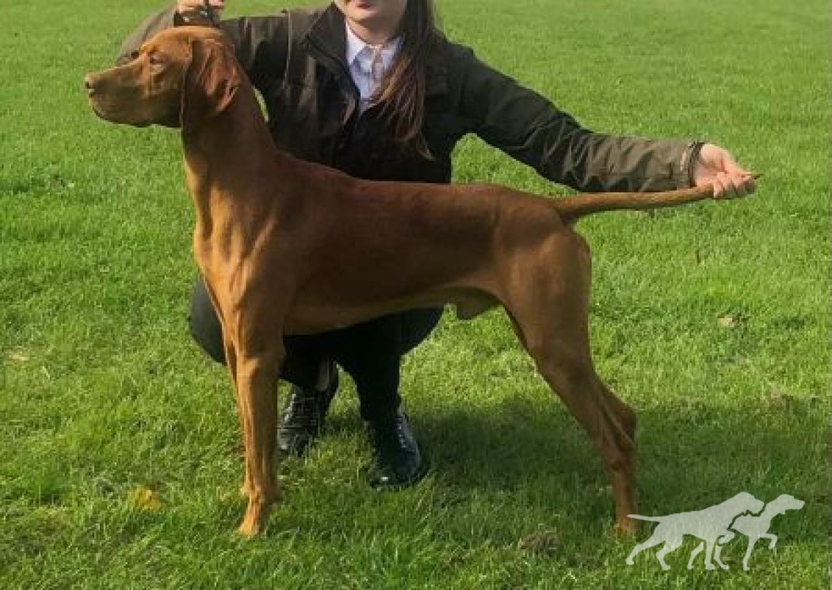 Rufus Vizsla Holly Dogsland