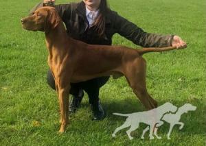 Rufus Vizsla Holly Dogsland