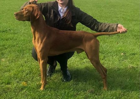Rufus Vizsla Holly Dogsland