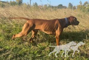Rufus Vizsla Holly Dogsland