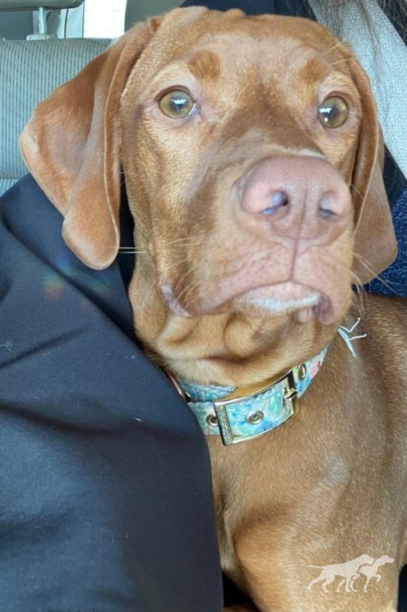 Amber Alaska Vizsla