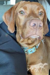 Amber Alaska Vizsla